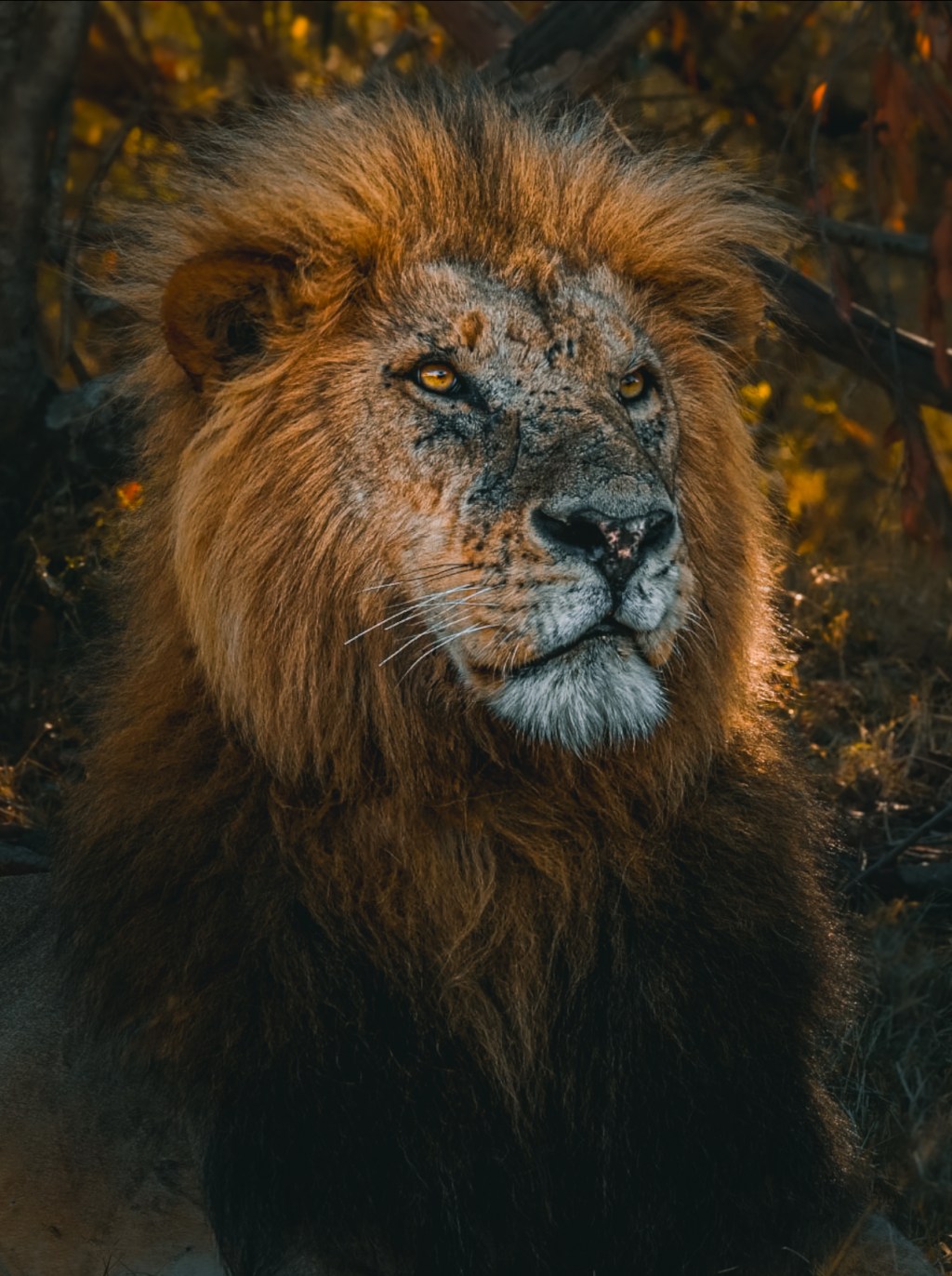 Kenya Safaris: The Ultimate Wildlife&nbsp;Adventure