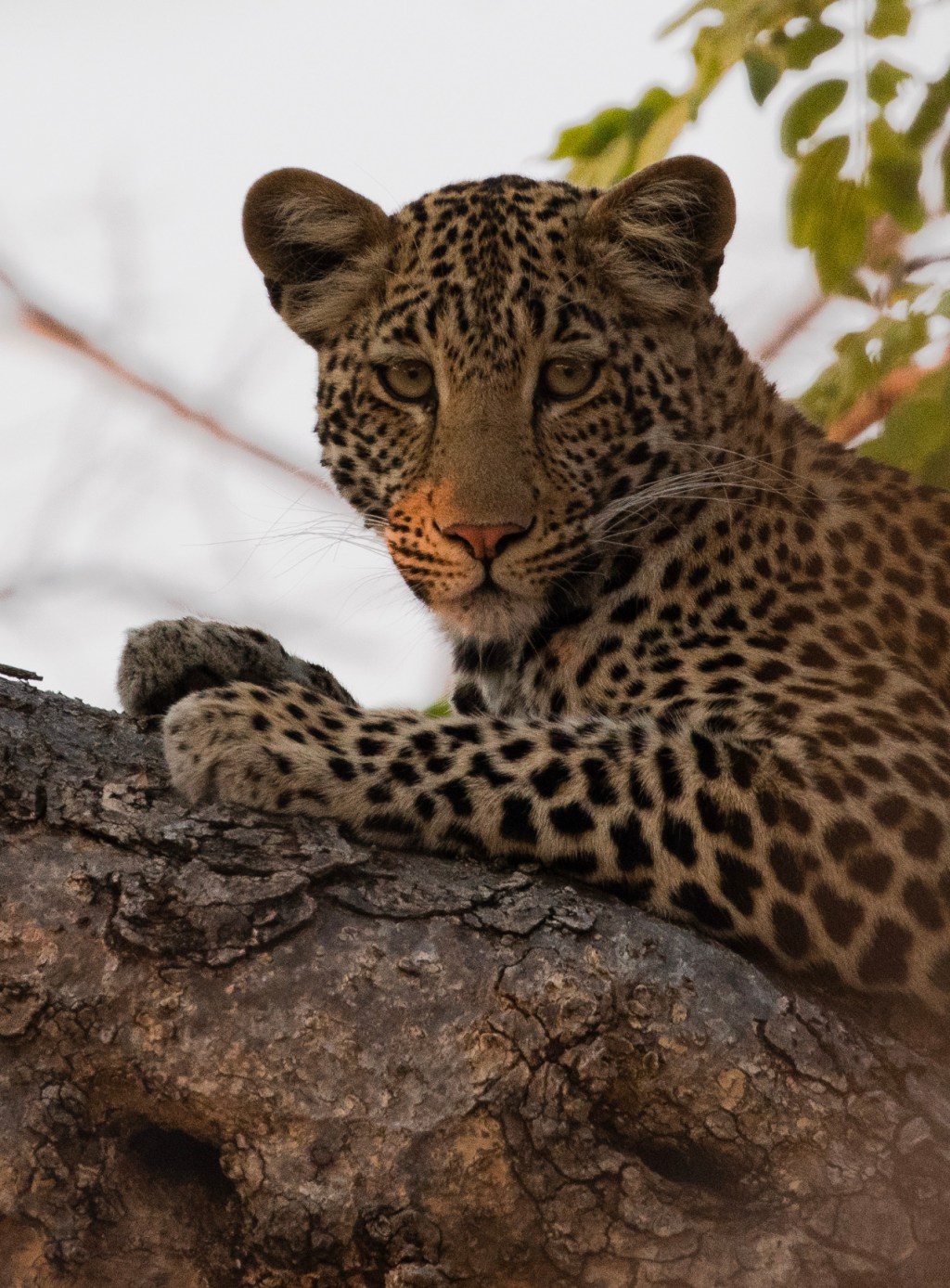 Ultimate Safari Guide to Zambia: Untamed Wilderness & Unforgettable&nbsp;Adventures