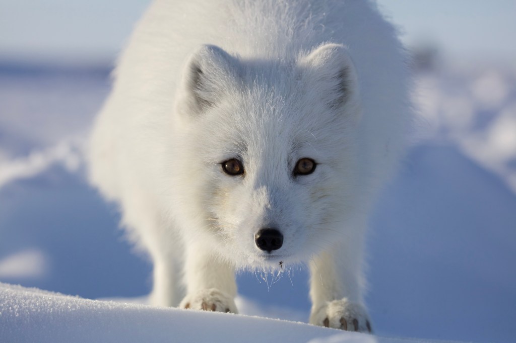 Filming Arctic Foxes in Utqiaġvik, Alaska: A Wildlife Adventure in the Frozen&nbsp;North