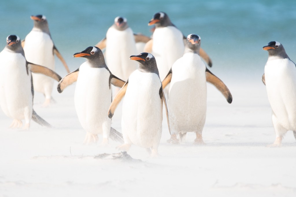 Why Falkland Islands Are a Wildlife Filmmaker’s Paradise