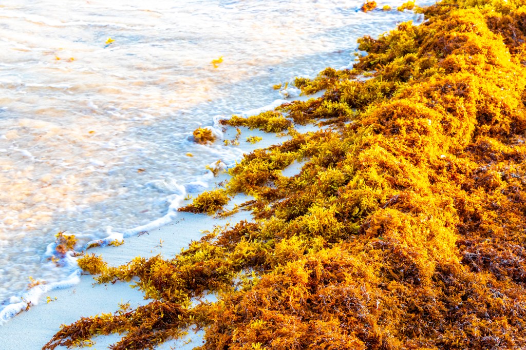 What is Sargassum and why is 2025 proving to be a bad year for&nbsp;business?